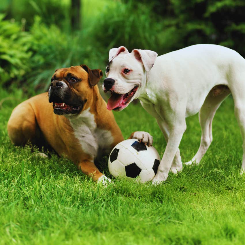 dogs playing soccer