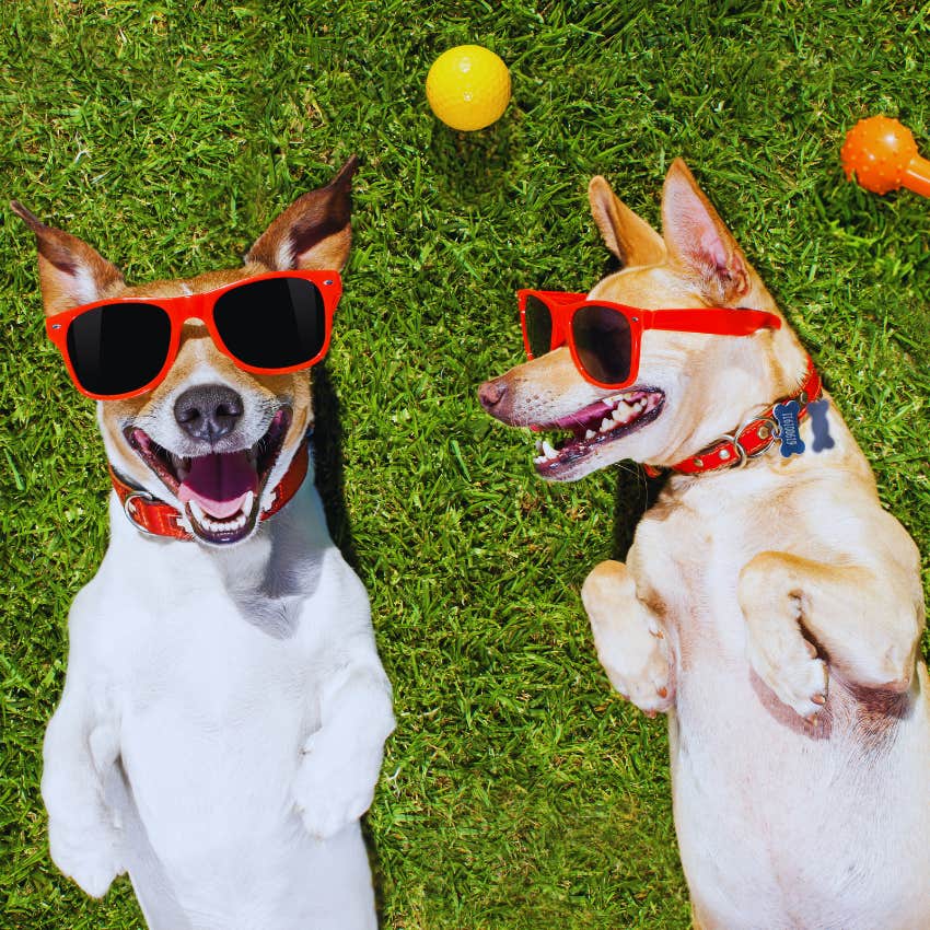dogs in sunglasses