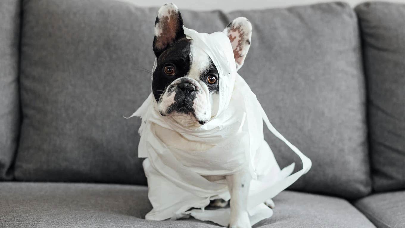 dog wrapped in toilet paper