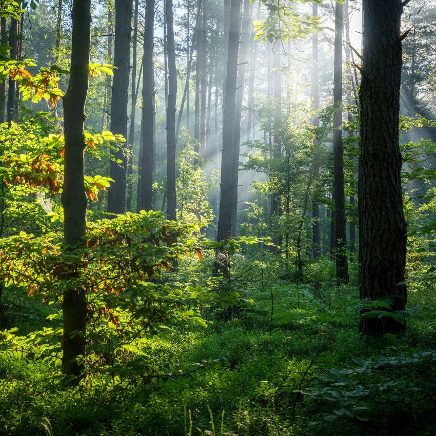 forest