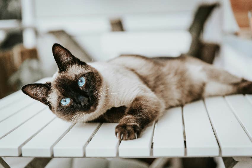 gemini zodiac sign cat breed siamese