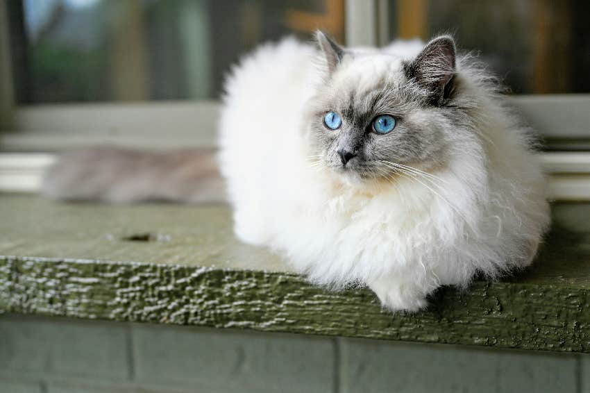 libra zodiac sign cat breed ragdoll