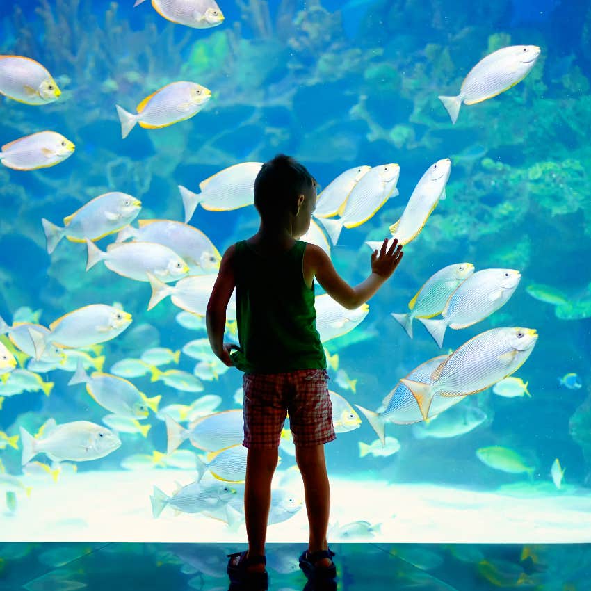 Little boy at the aquarium watching fish