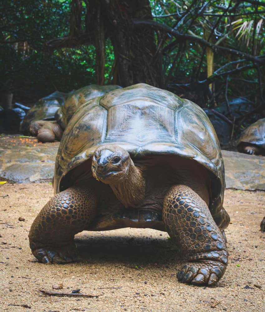 turtle in the wild 