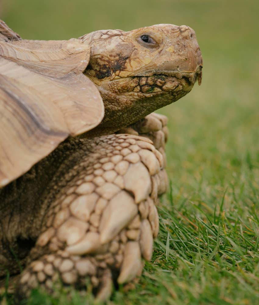 turtle 