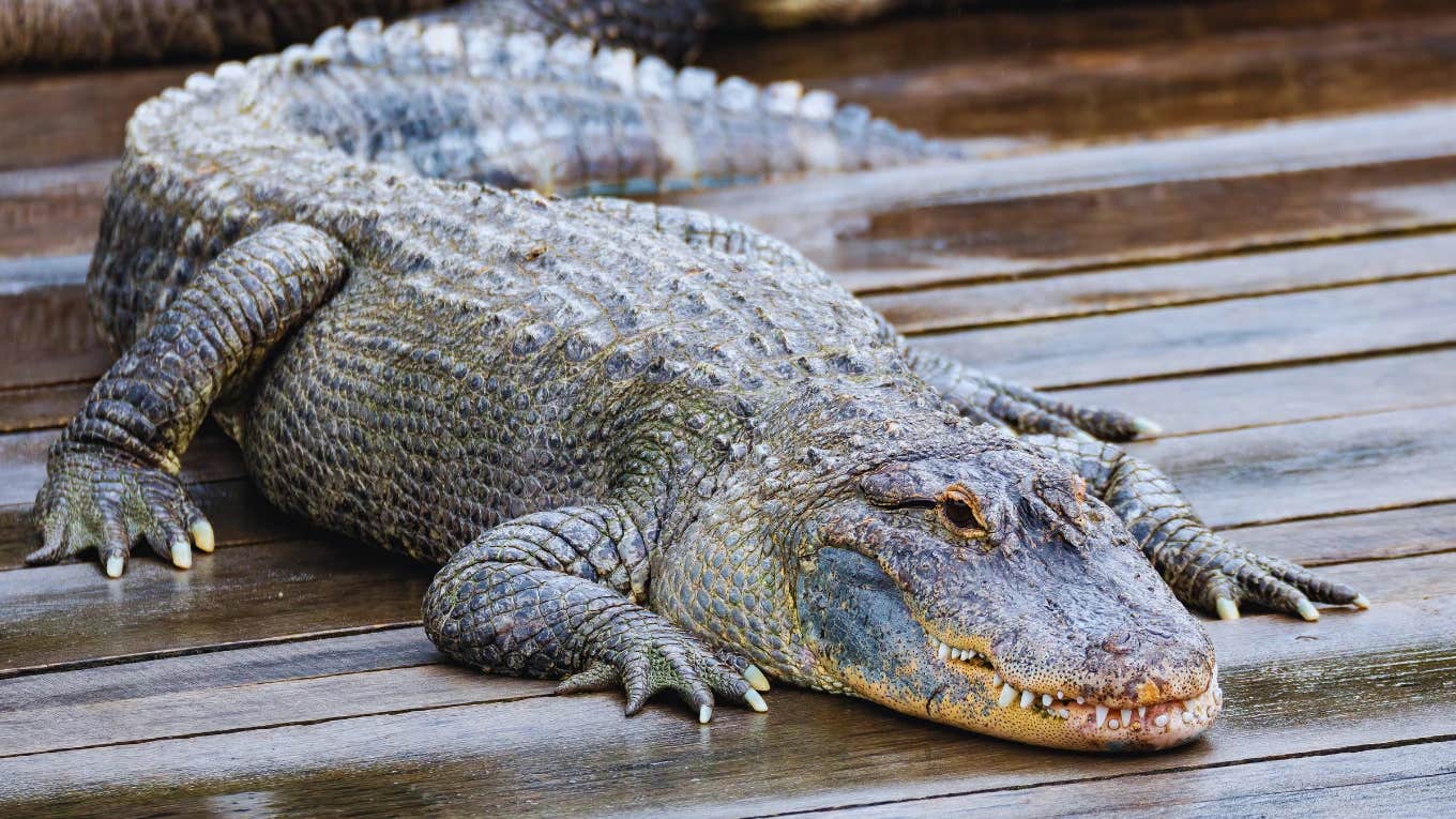 Man's Emotional Support Alligator Wally Was Stolen From His Friends' Backyard Alligator