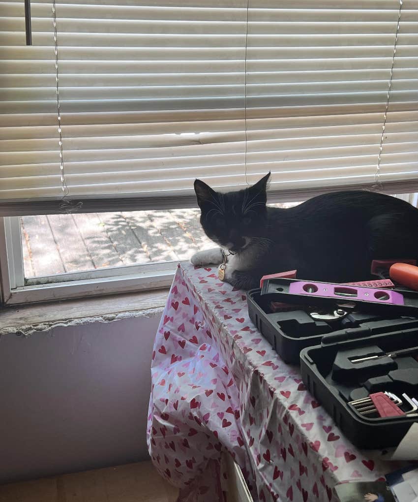 Reddit cat sitting in window