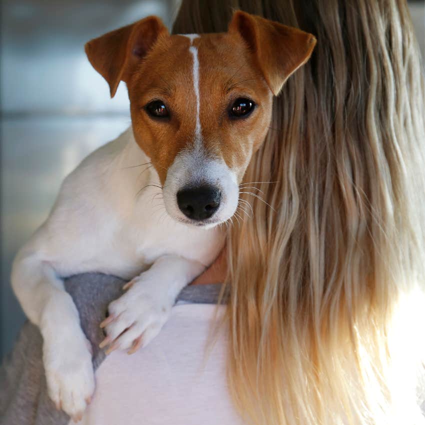 dog being hugged