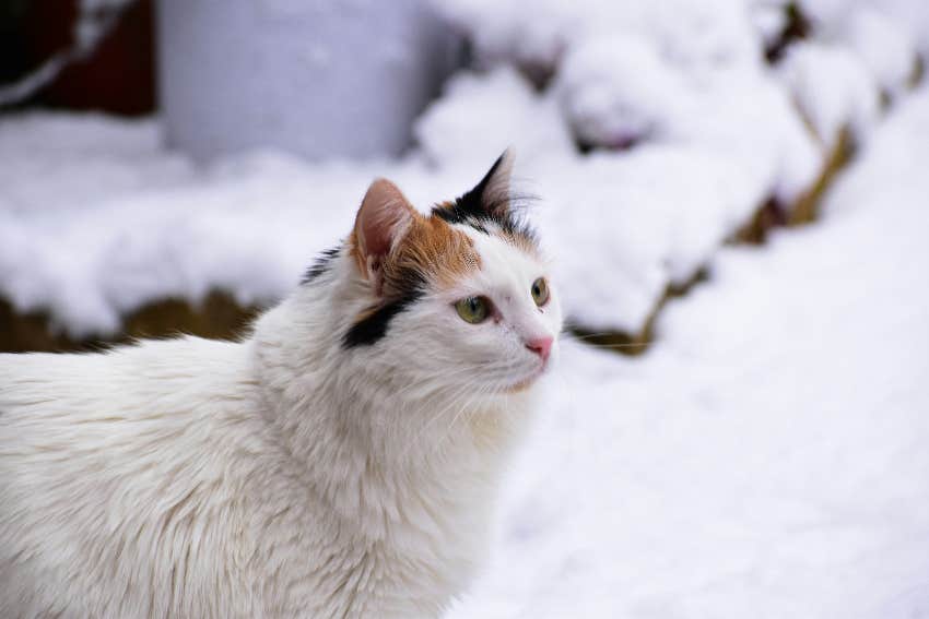 sagittarius zodiac sign cat breed turkish van