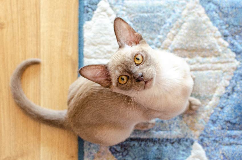 scorpio zodiac sign cat breed burmese