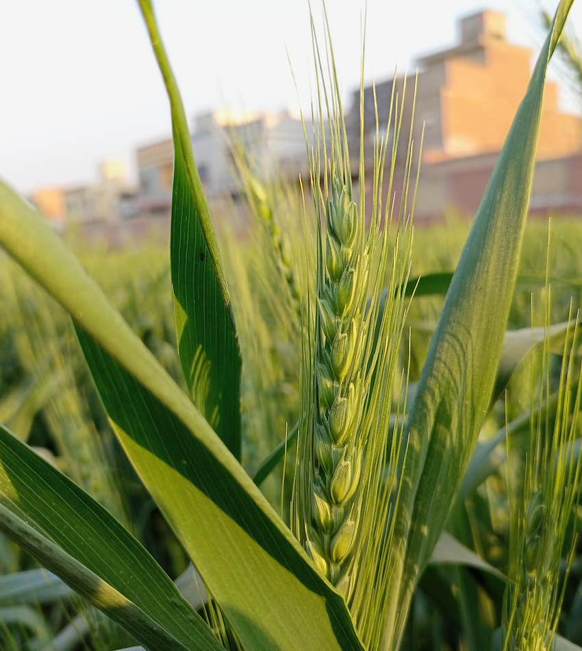 One wheat plant is aware free of limitation