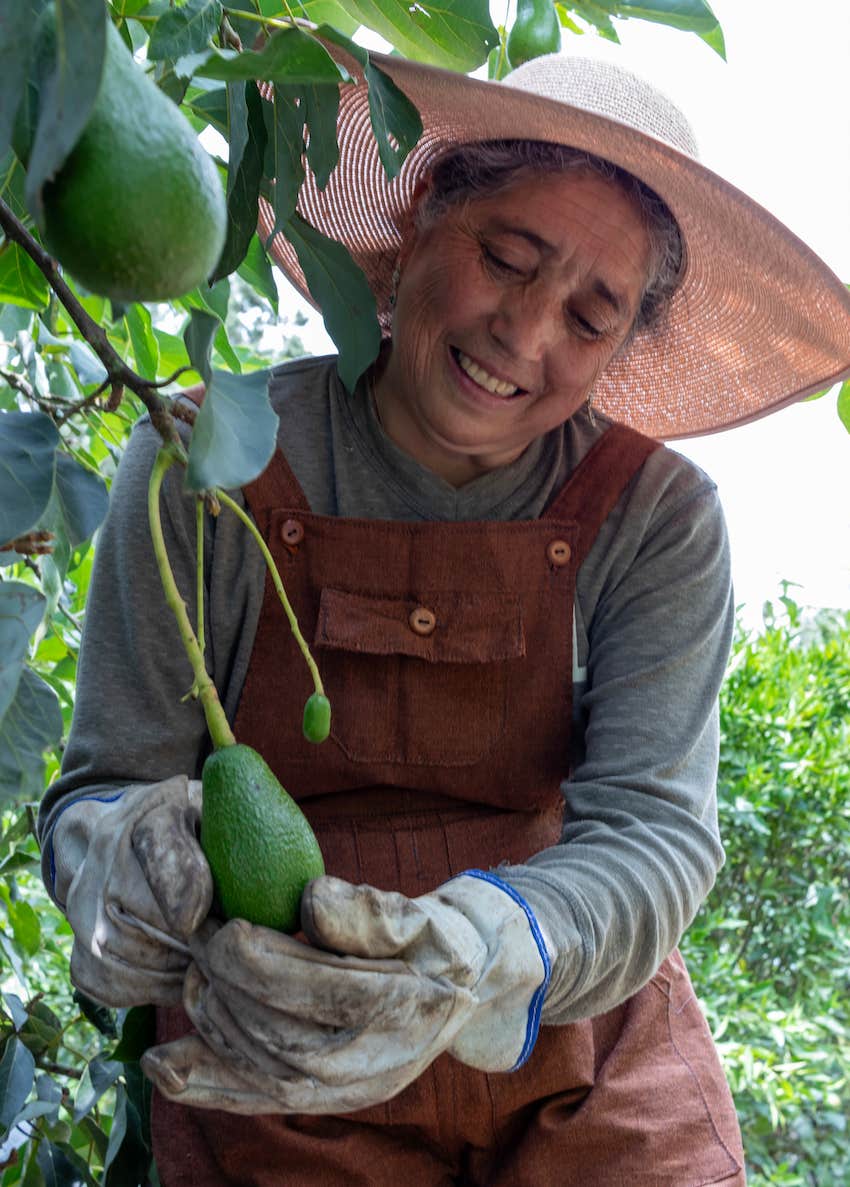 Woman pick avocado from tree for anti-aging food