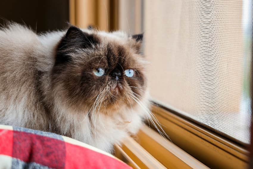 taurus zodiac sign cat breed himalayan