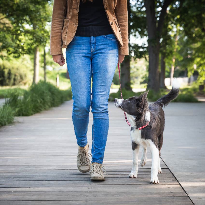 Training dog to walk on leash
