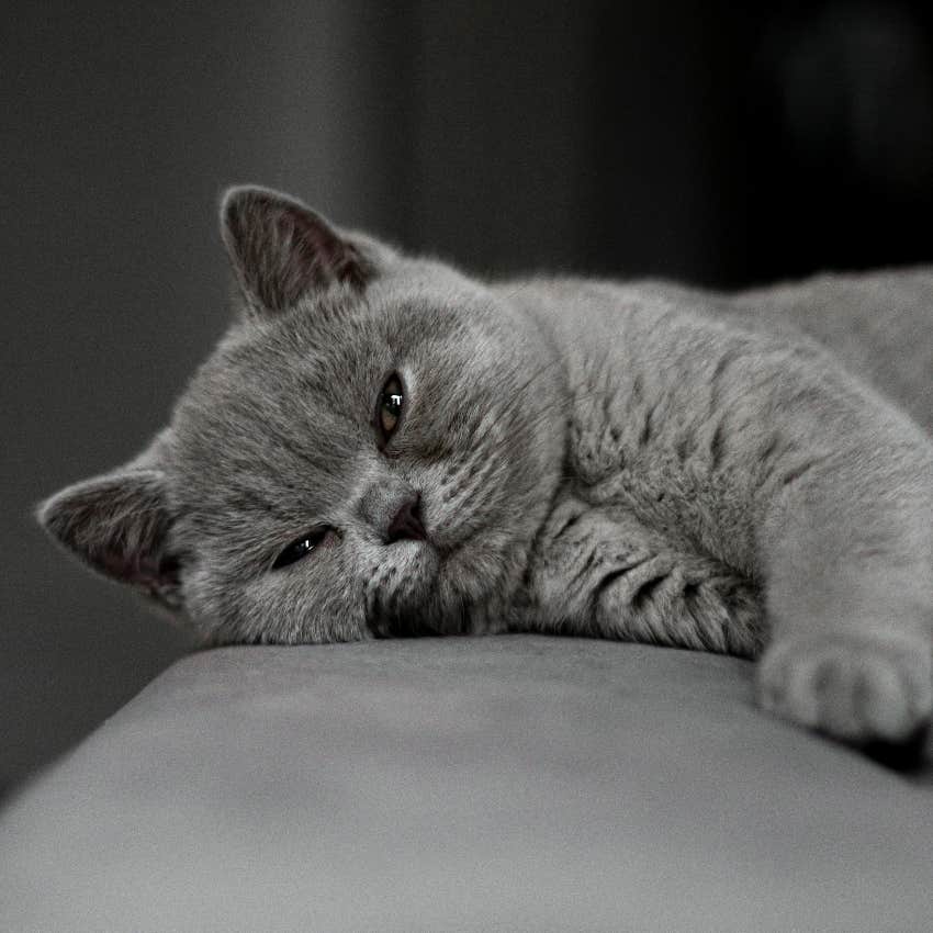 virgo zodiac sign cat breed british short hair