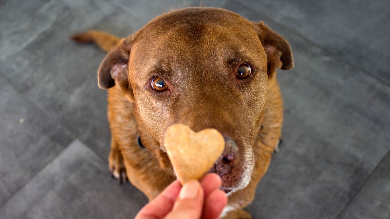 Woman Creates A Treat Stop For Dog Owners In Memory Of Her Dog Milli Whose Absolute Favorite Thing Was Treats dog and heart shaped treat