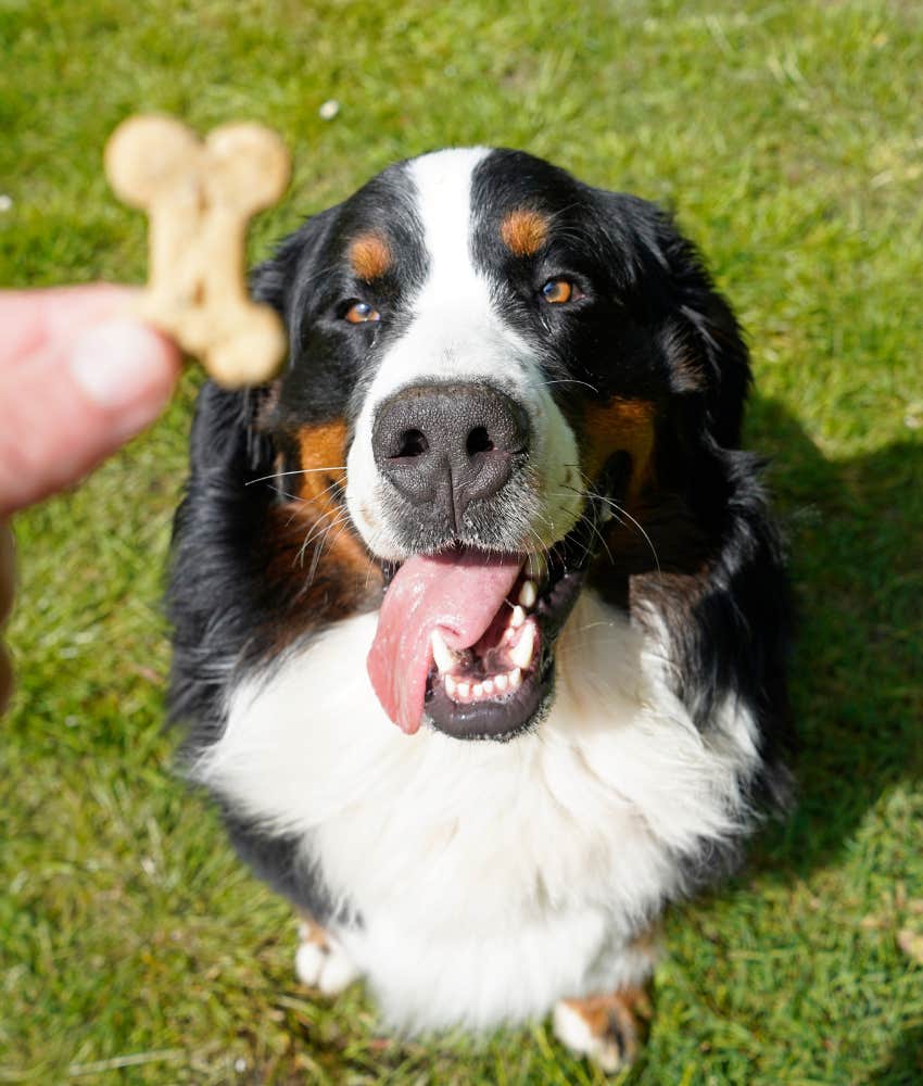 Bernese Mountain Dog with a treat