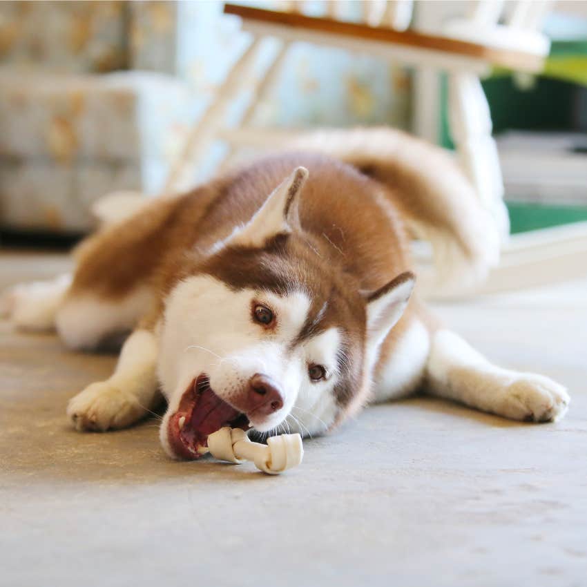 Husky dog eating a bone