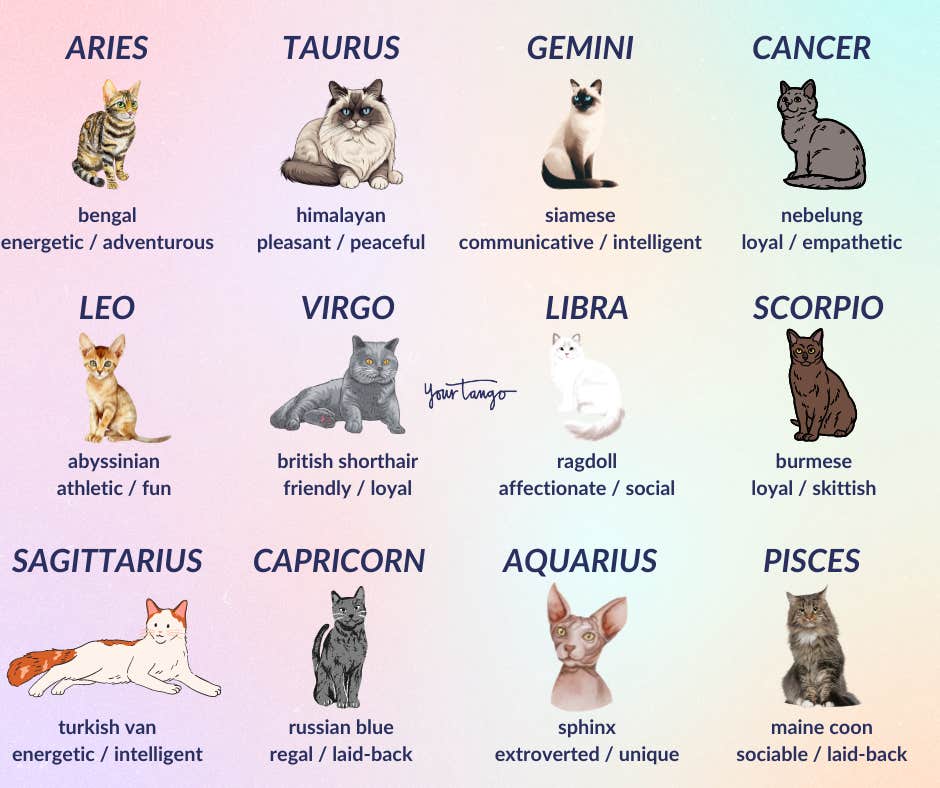 zodiac signs as cat breeds