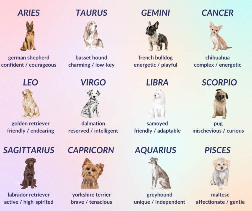 chart of zodiac signs as dog breeds