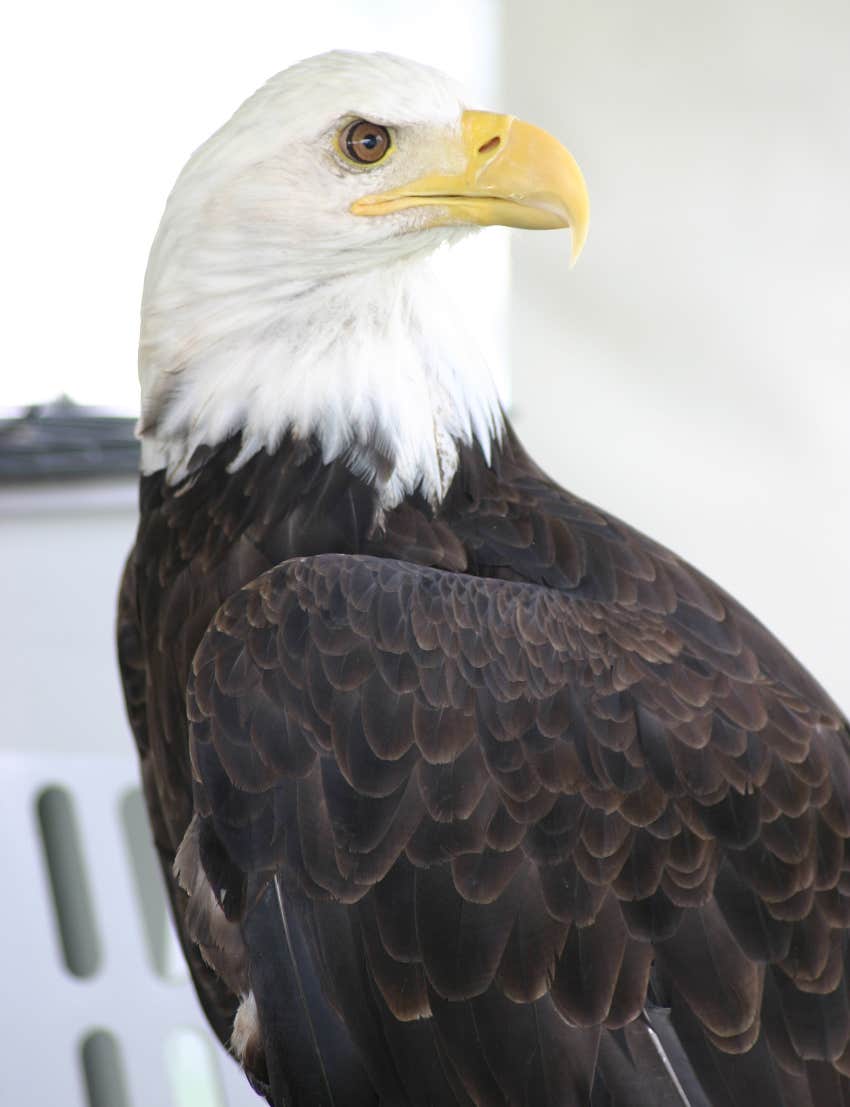 American bald eagle