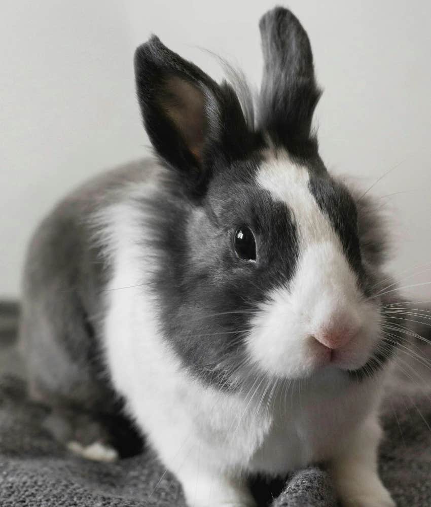 Rabbit