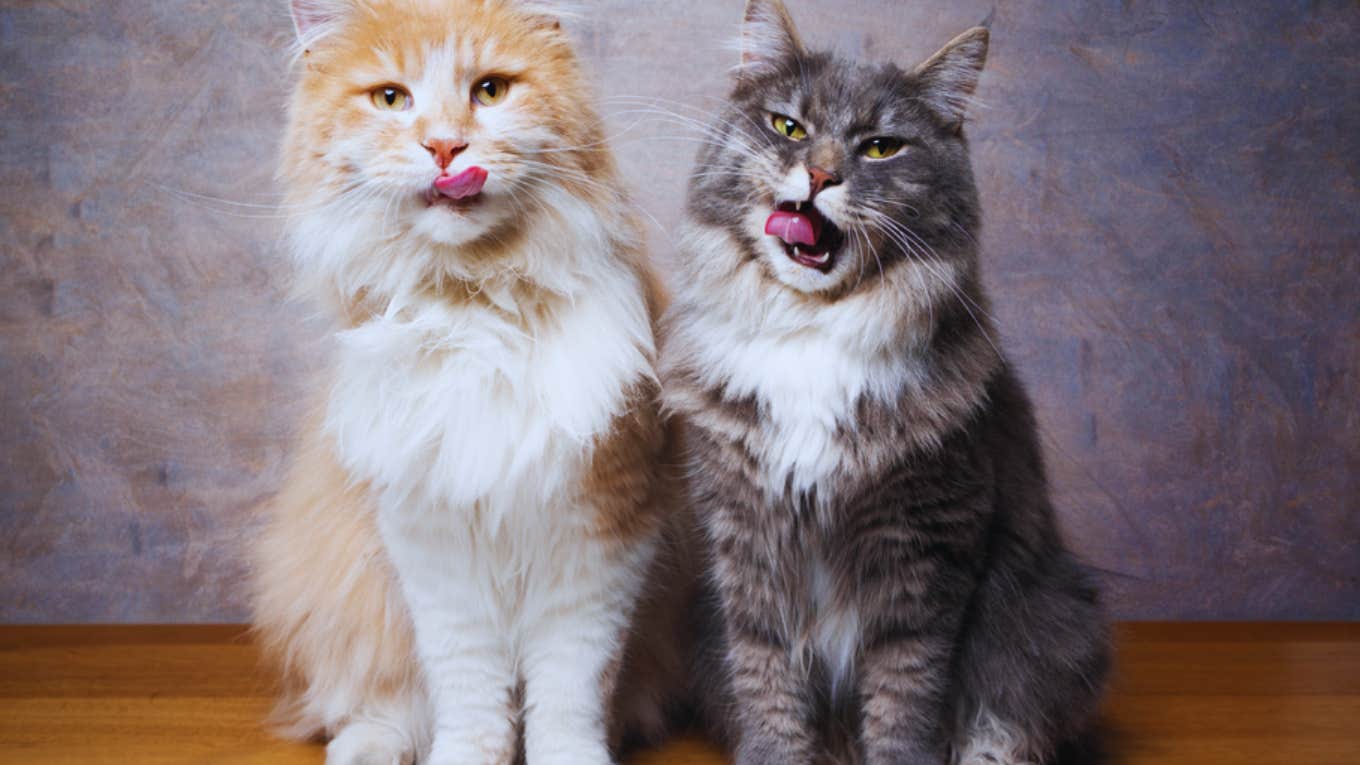 Cat Sitter Feeds Woman's Cats Over Fifteen Hundred Treats In Six Days two cats