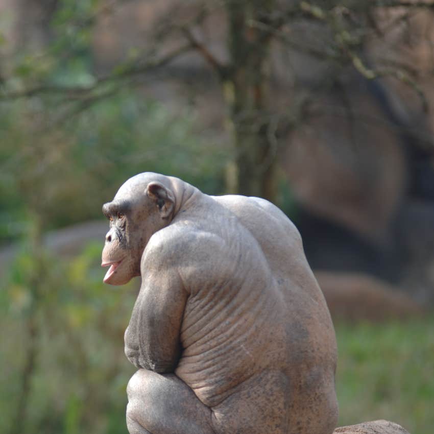 Hairless chimp
