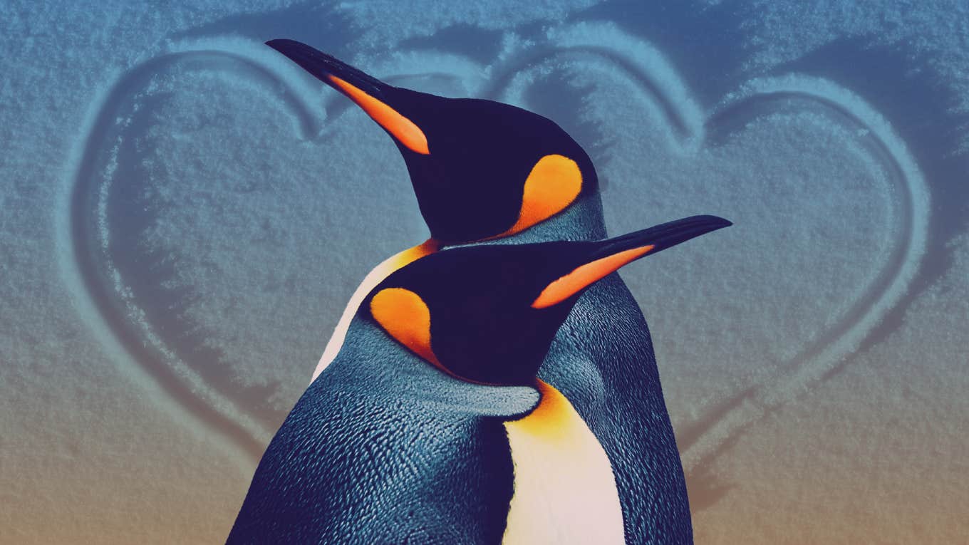Penguins teach love lessons everyone should learn.