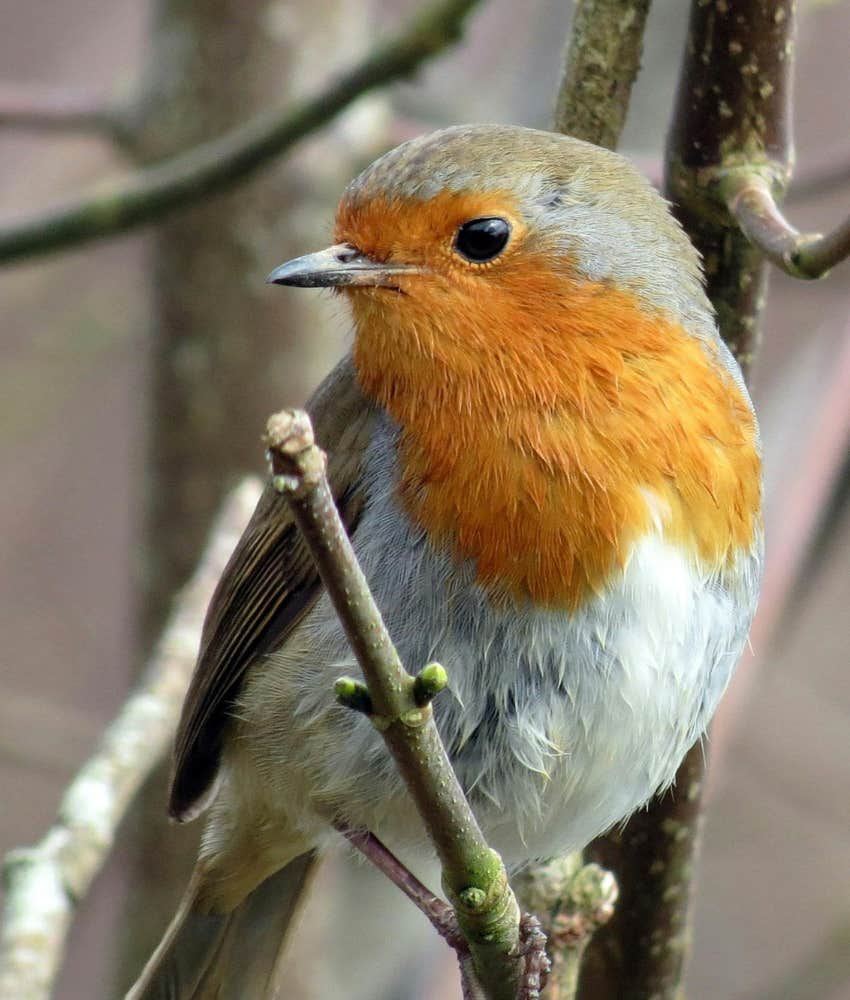 robin 