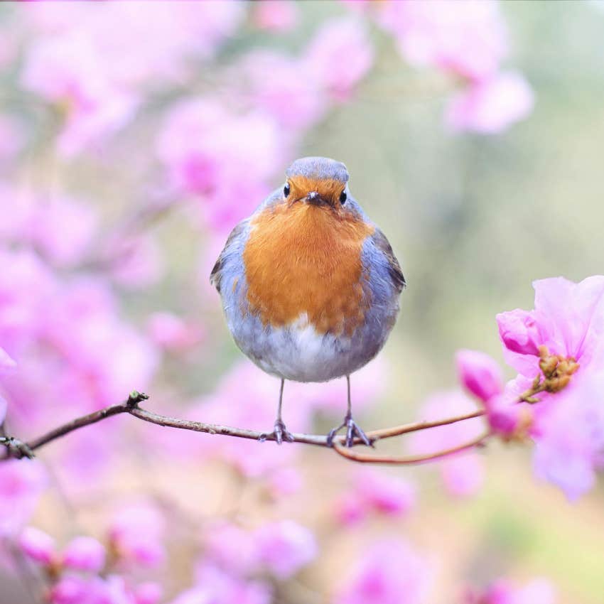robin 