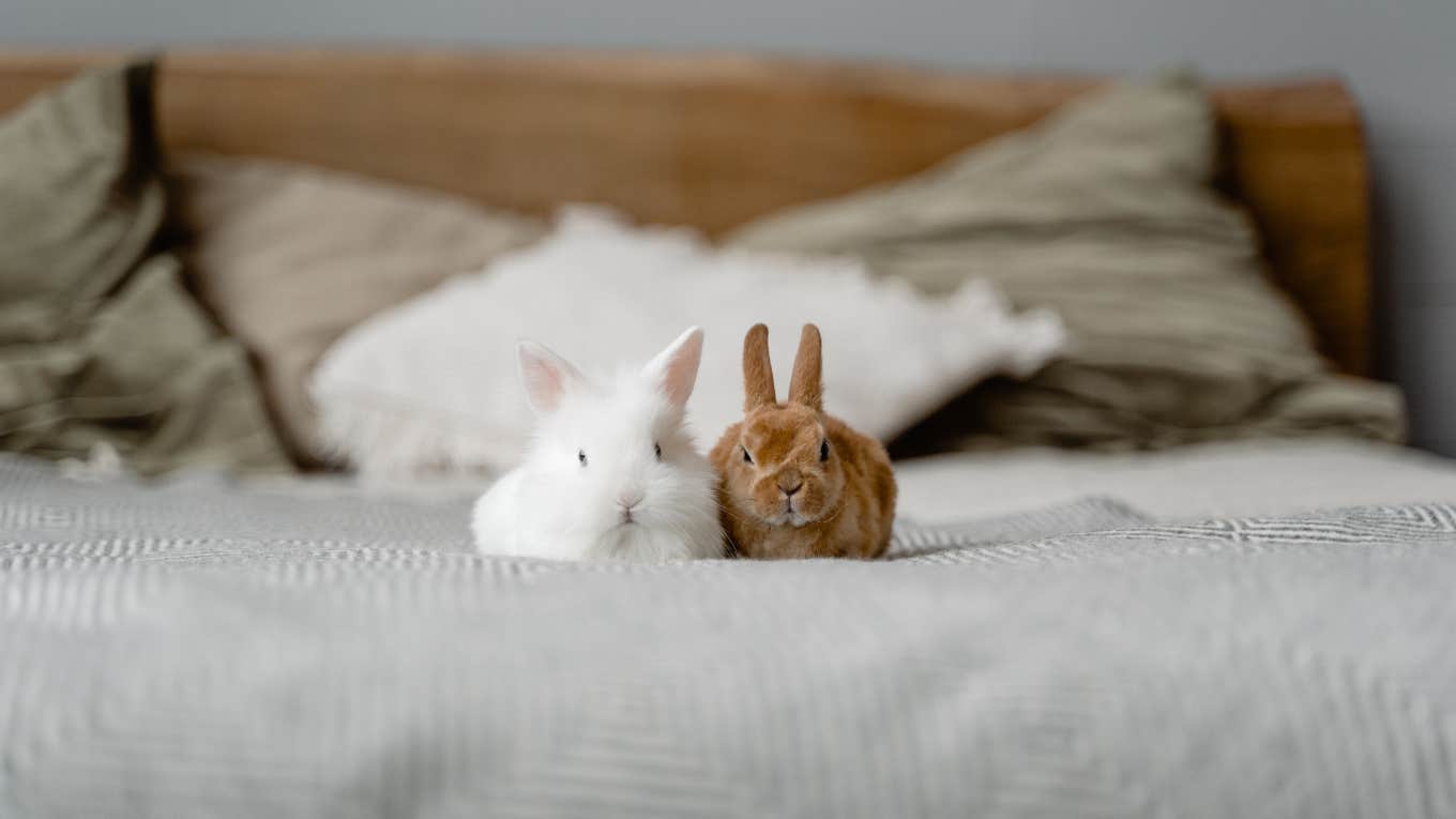 Professional Pet Sitter Asks For A Volunteer To Watch His Rabbits Because He's Booked 2 rabbits sitting on a bed