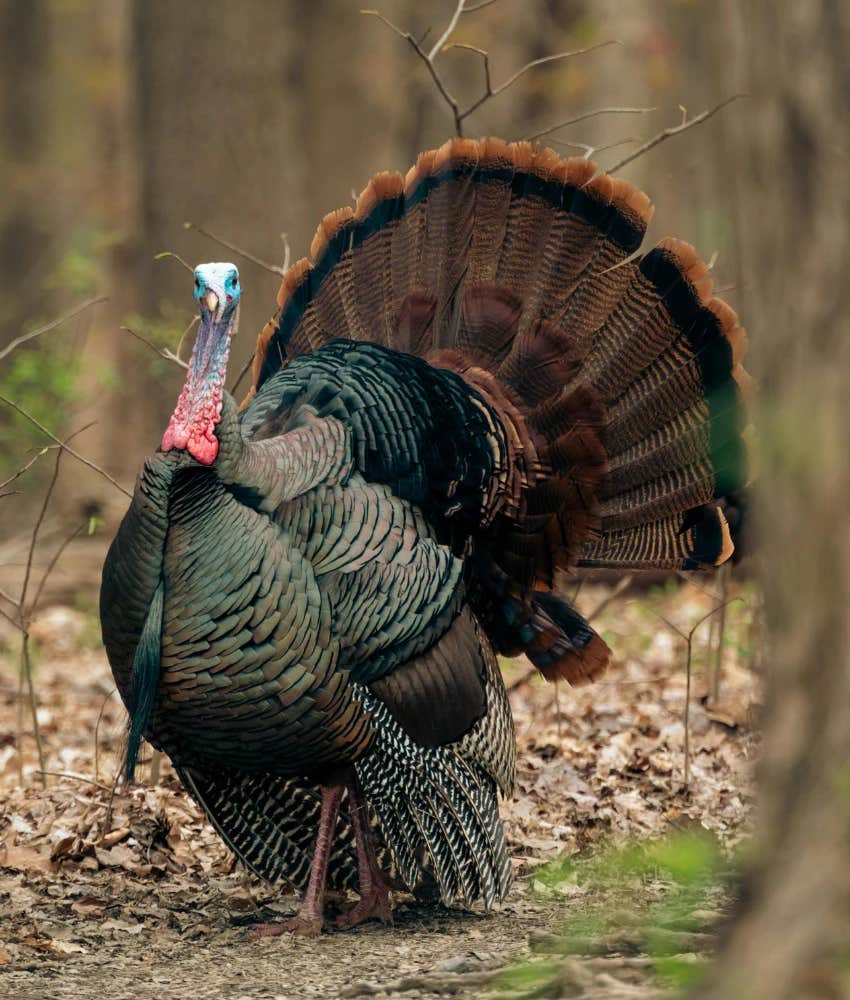 turkey