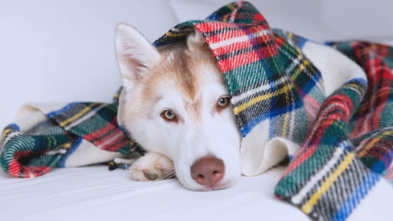Dog Owners Should Know How Dryer Sheets Affect Their Pups Dog laying on a blanket with a dryer sheet.