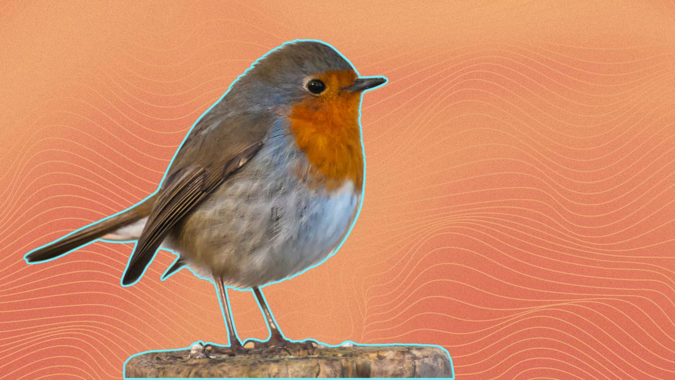 Red Robin Symbolism & Spiritual Meaning red robin
