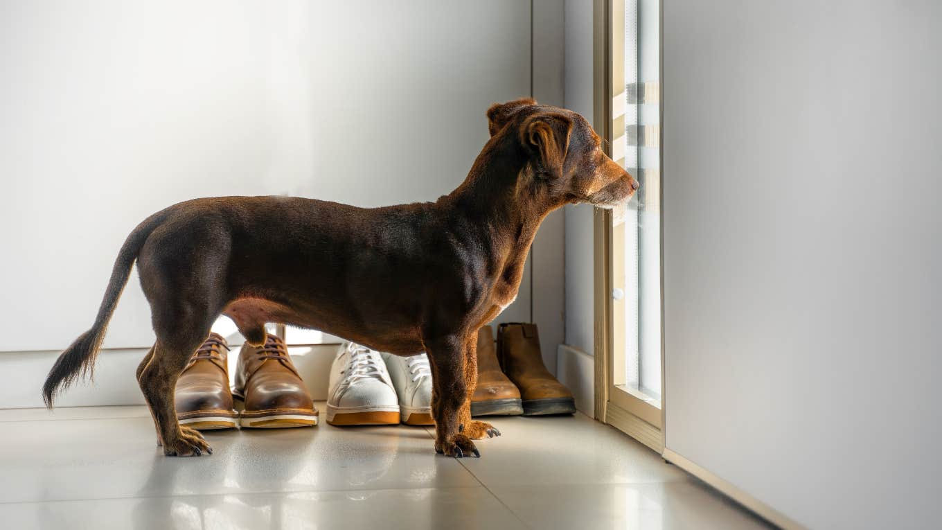 The Sweet Way Dogs Use Their Noses To Know When You’ll Be Home From Work Dog waiting at the door