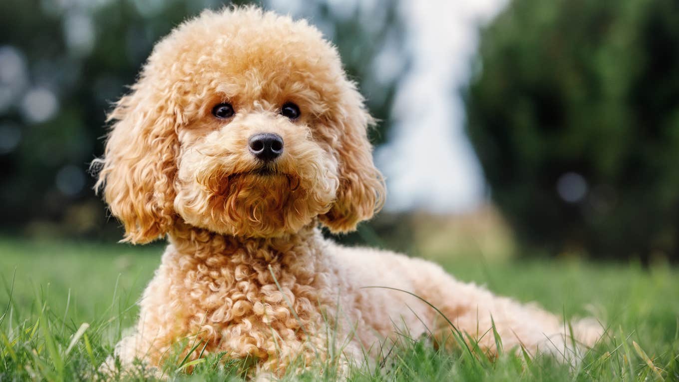 Woman Drives Hours To Rescue Puppy Injured By Rubber Band poodle puppy laying in the grass