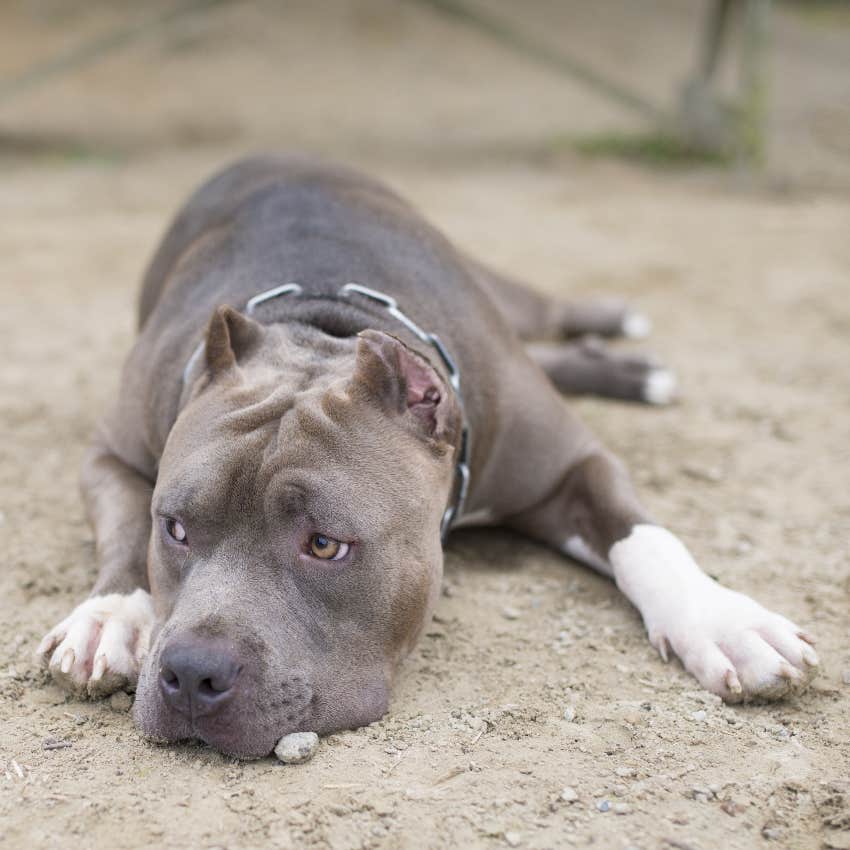 Sad dog chained outside for years