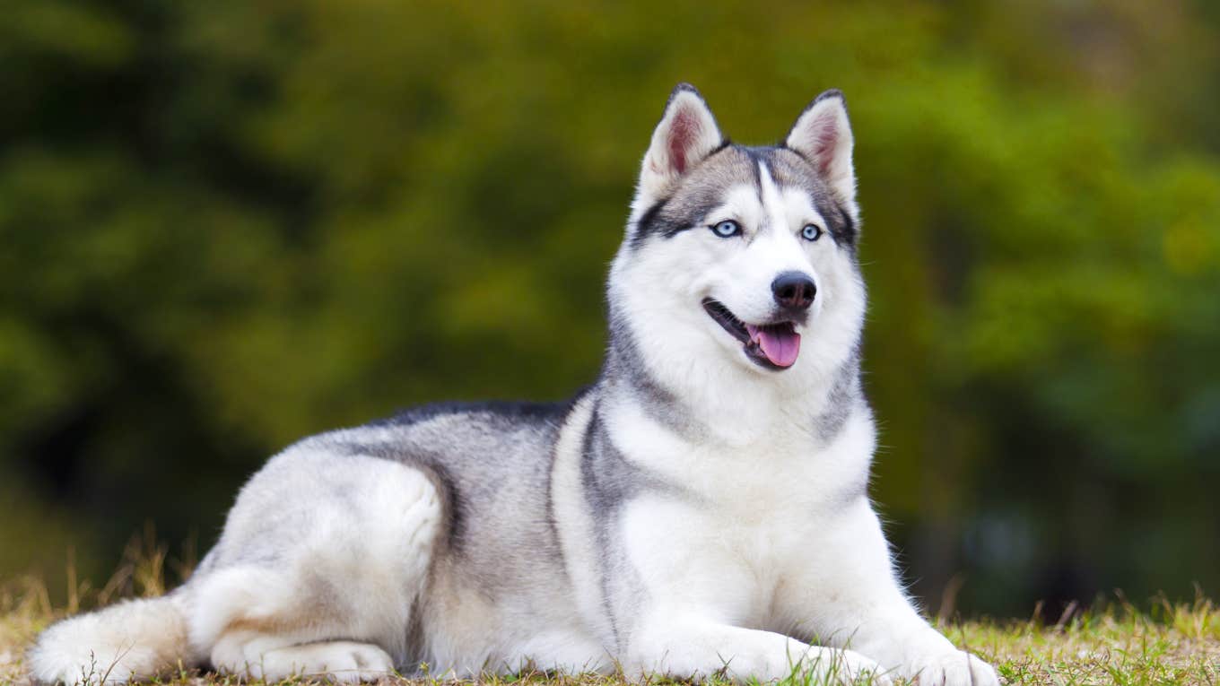 Man Gives Homeless Dog Water Before Calling Animal Services beautiful husky dog lying down outside