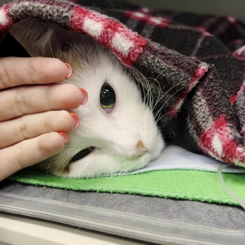 woman petting cat