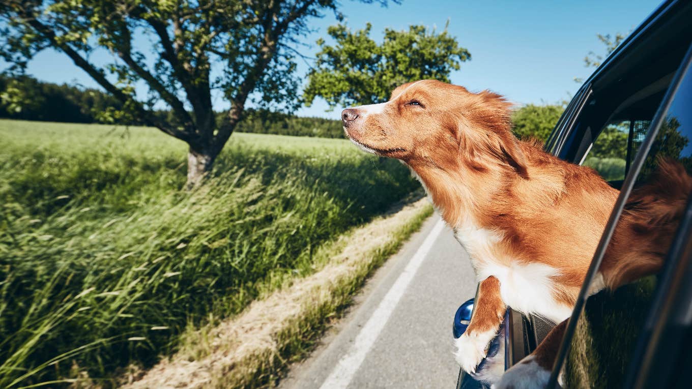 Woman Reveals Why She Cries Whenever She Sees A Dog Hanging Its Head Out Of A Car Window Dog hanging its head out of a car window