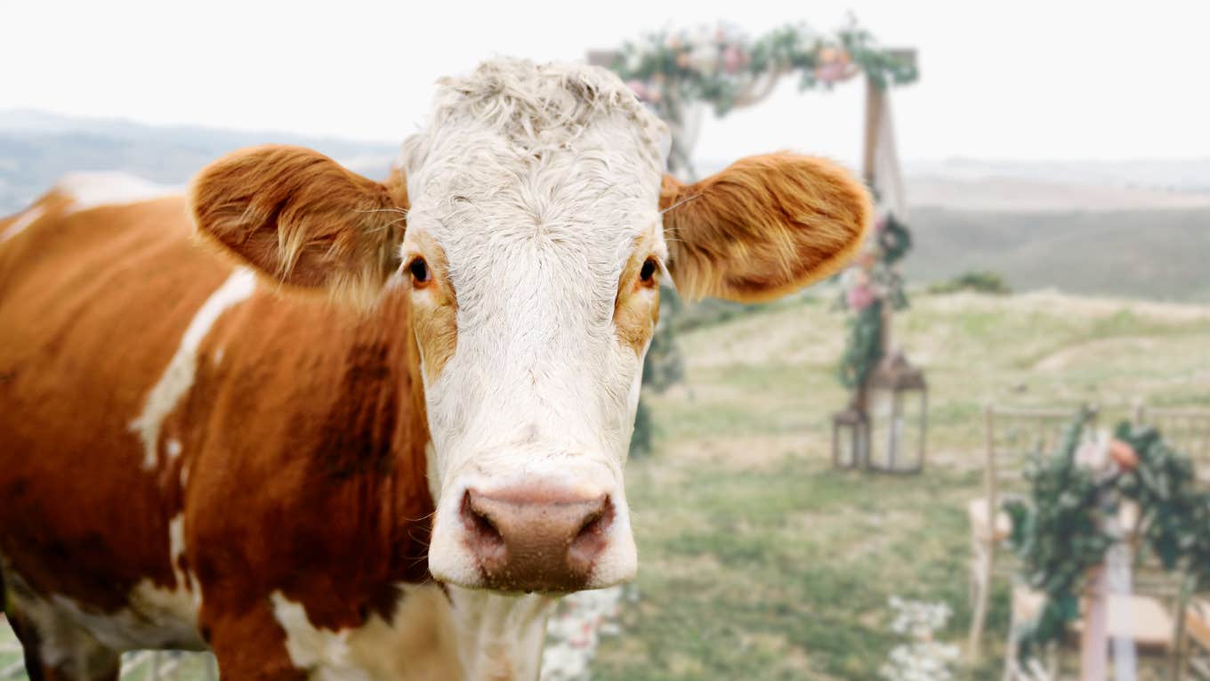 Bride & Groom Save Their Wedding Venue’s Farm Animals From Helene Flooding Farm animal waiting for Hurricane Helene flooding at an outdoor wedding.