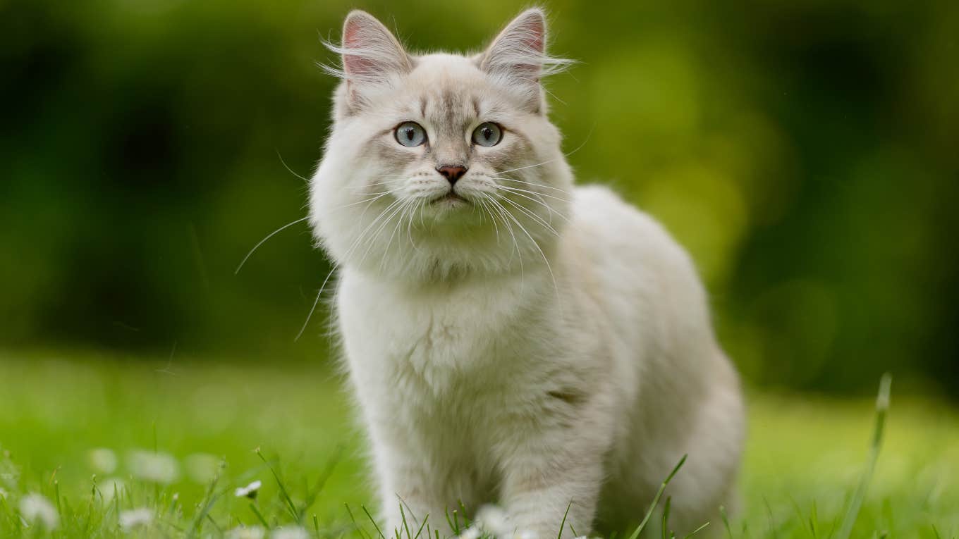 Cat Swept Away By Hurricane Helene Showed Up Back Home Alive And Well More Than A Week Later Cat returning home