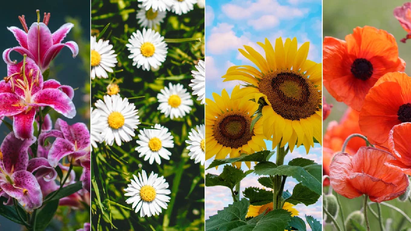 The Flower You Pick In This Test Reveals An Underlying Secret About Your Personality The Flower You Pick In This Test Reveals An Underlying Secret About Your Personality