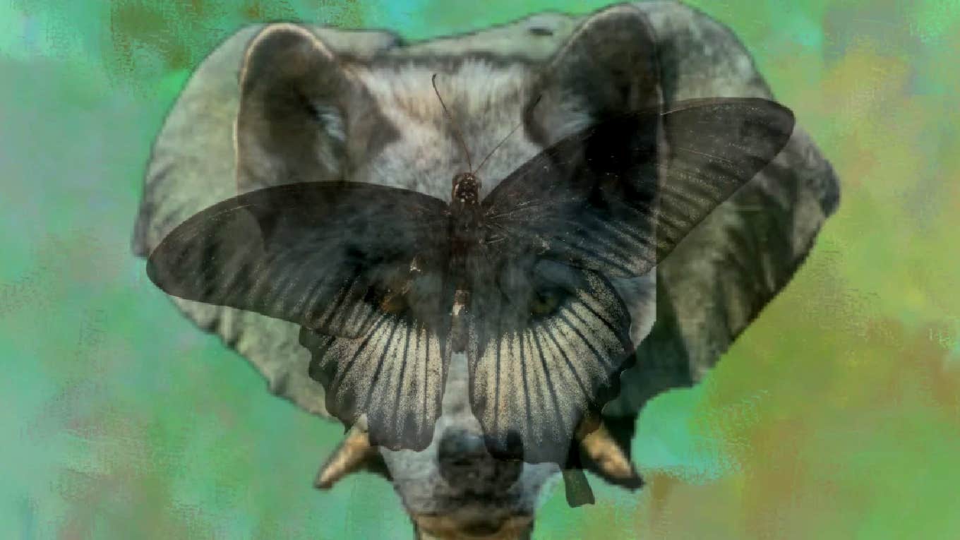 The Animal You See First In This Visual Test Reveals How Loyal You Are In Relationships Visual Test How Loyal Are You In Relationships