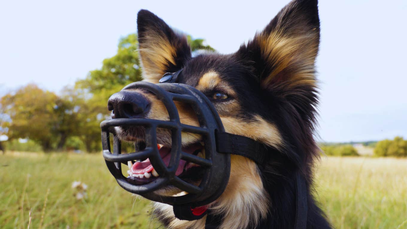 Mom Explains Why She’d Rather Her Dog Wear A Muzzle Around Her Kids Than Rehome Her dog wearing a muzzle