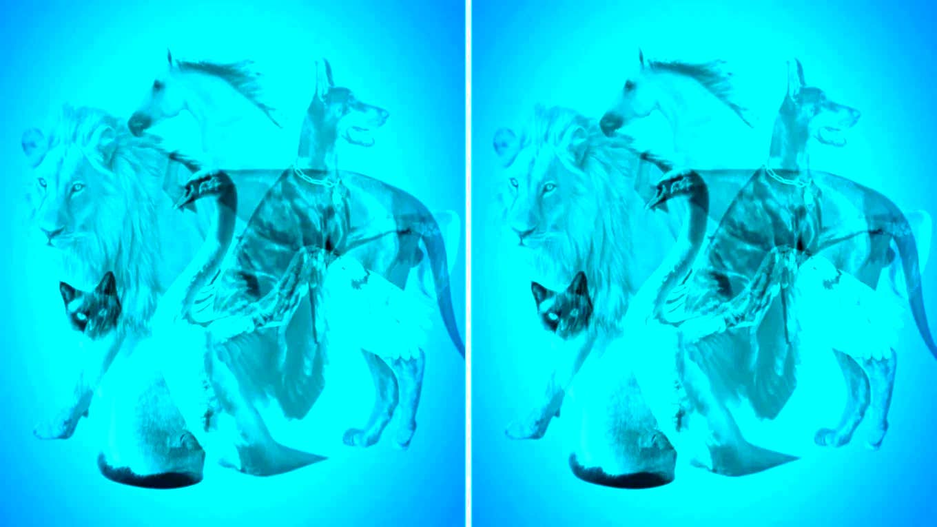 The Animal You See First In This Visual Test Reveals The Kind Of Wife You'll Be visual personality test reveals the kind of wife you'll be