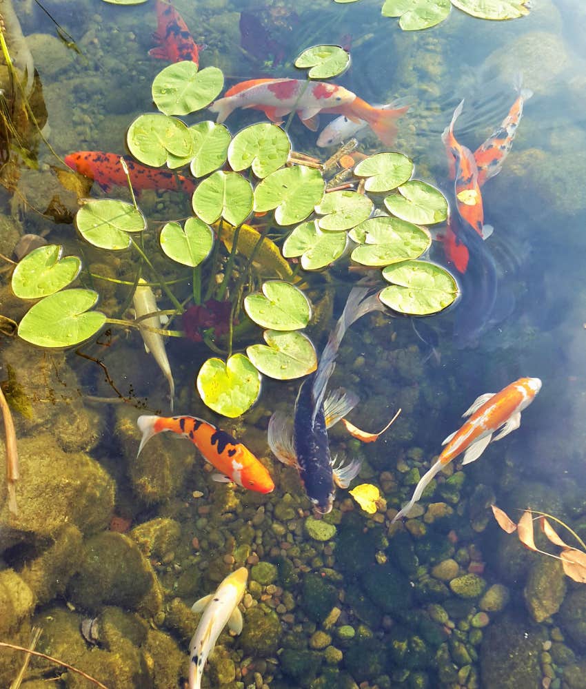 backyard koi pond