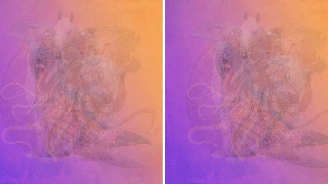 The Animal You See First In This Visual Test Reveals Your True Personality The Animal You See First In This Visual Test Reveals Your True Personality