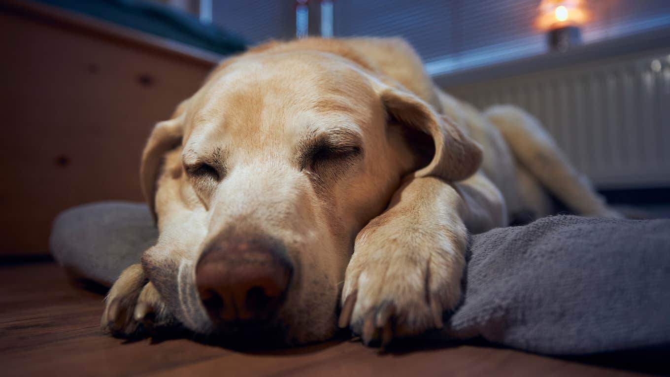 What Dogs Are Dreaming About When They Twitch, Reveals Harvard Evolutionary Psychologist Dog is dreaming about certain things when he twitches.